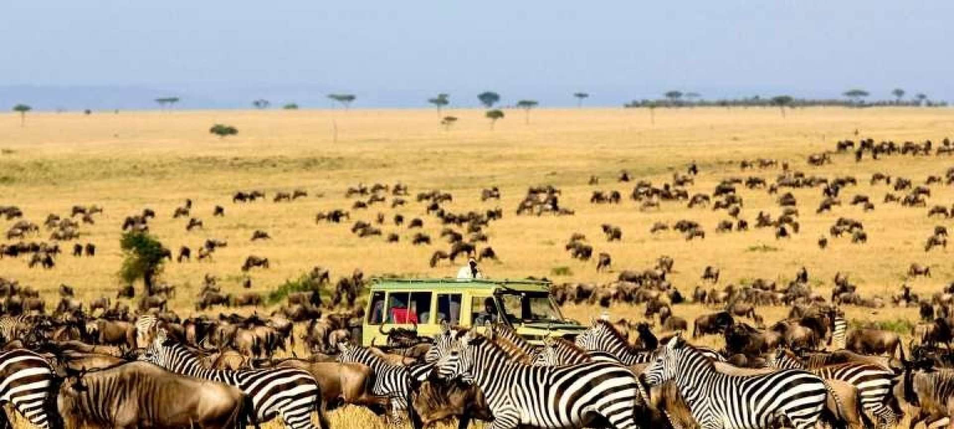 Get Inspired to Explore Safari in Tanzania