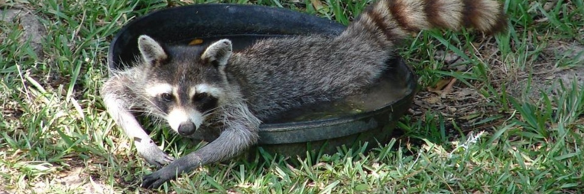 What a Raccoon Eats  | Ed August