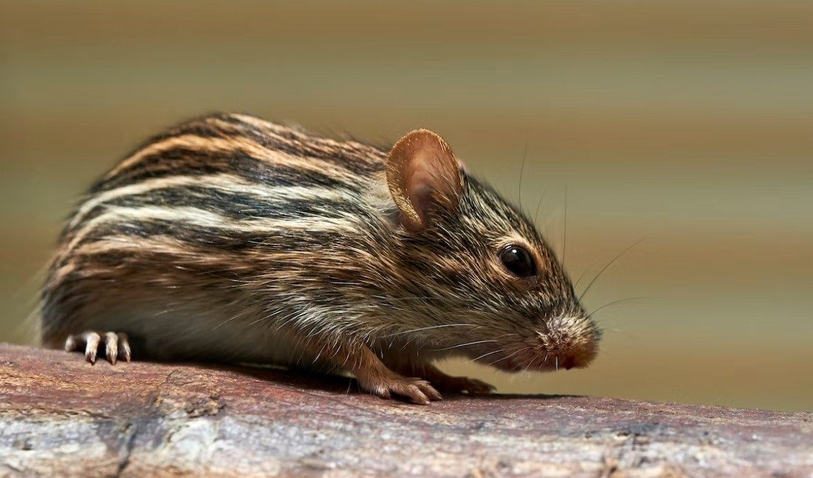 Best Mice Repellents  | Manji