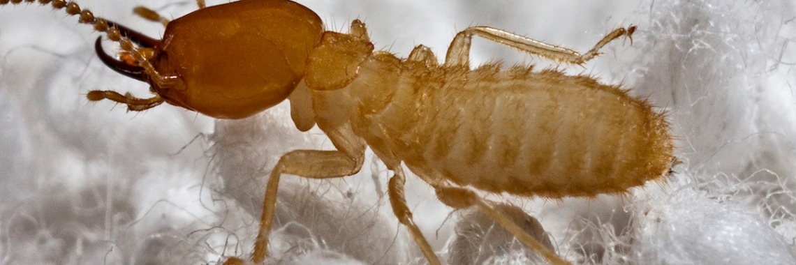 What Does Termites Look Like | sameerbedar07