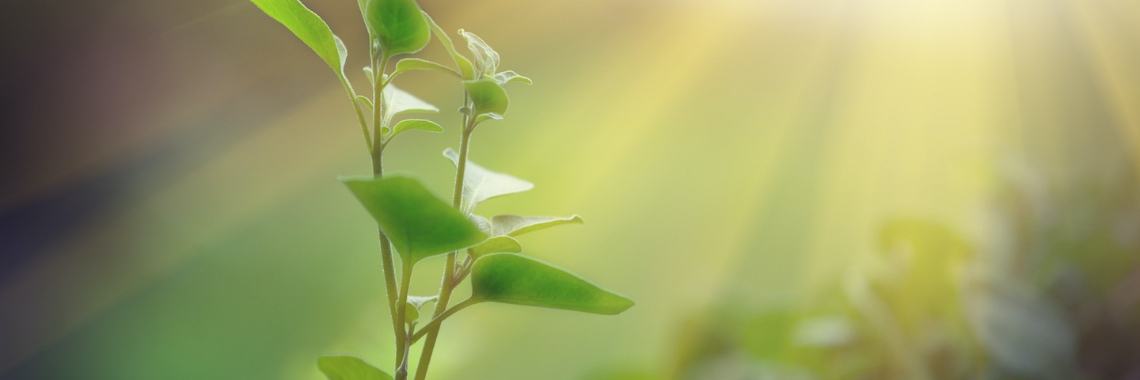 What is Photosynthesis | sameerbedar07