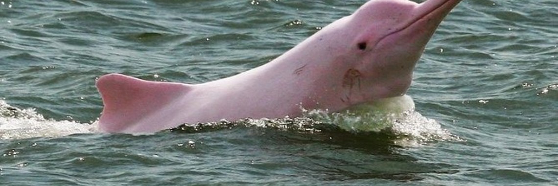 why pink dolphins are pink - Yoors