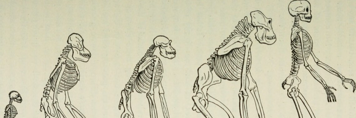 What is Anthropology? | idk
