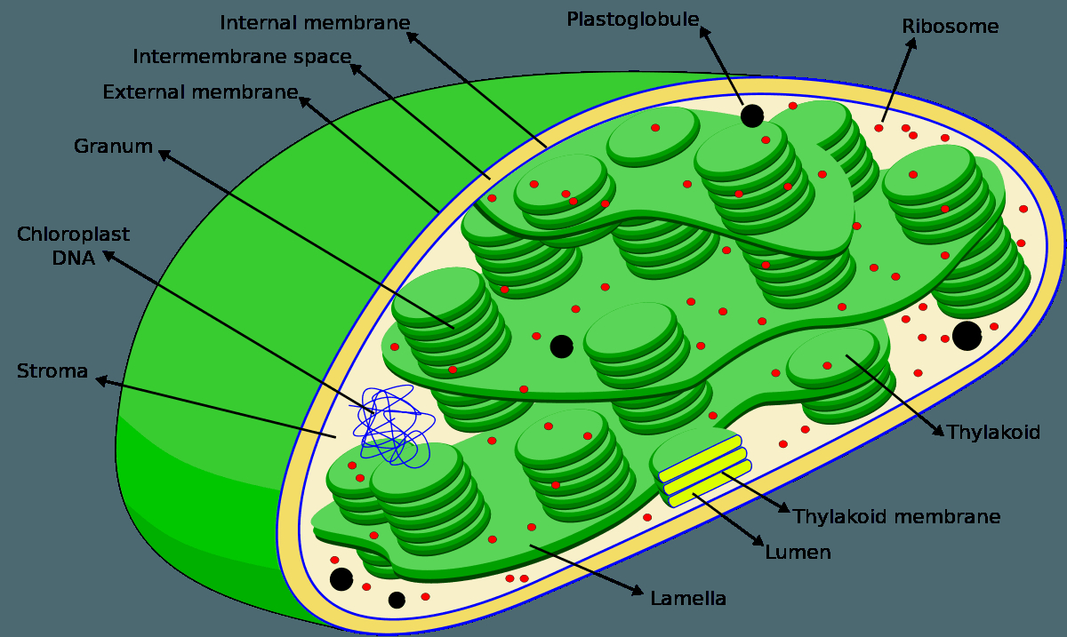 what is chloroplast