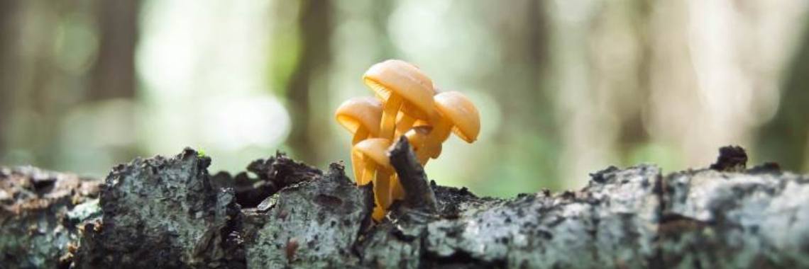 What are Fungi? | Ra-Za-Wee