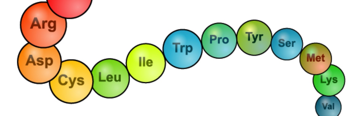 What is a peptide? | Ra-Za-Wee