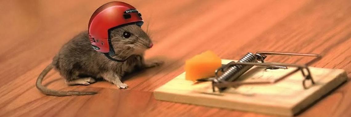 Mouse Trap Set With Peanut Butter Stock Photo - Download Image Now - Mouse  - Animal, Peanut Butter, Temptation - iStock