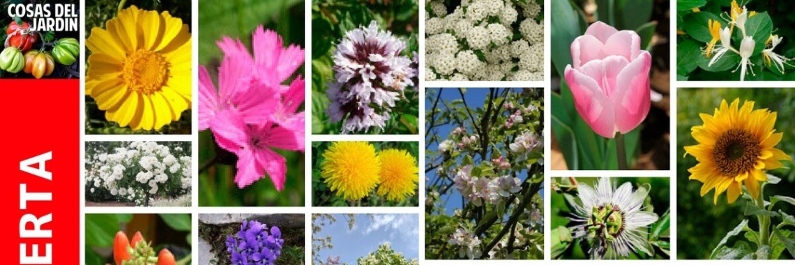 Edible and medicinal flowers | Carmen Vidal