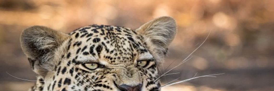 A Loud Rage 2:2 | Arukah Tsur