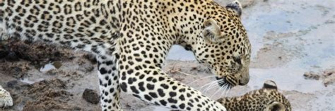 A Loud Rage 2:5 | Arukah Tsur