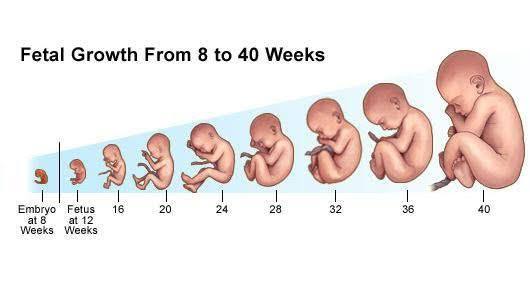 Wanneer heeft een foetus een hartslag? - Yoors