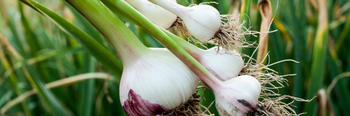 HOW TO GROW GARLIC | swathishyam63