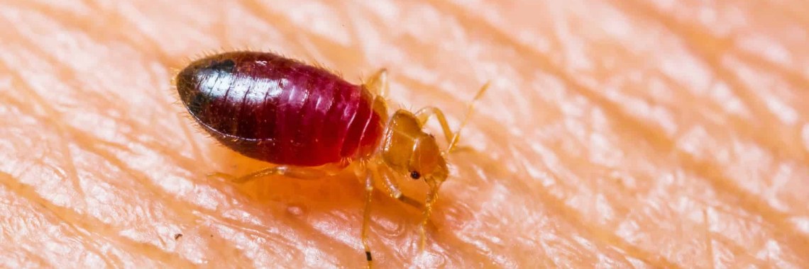 What Do Bed Bug Bites Look Like - Yoors