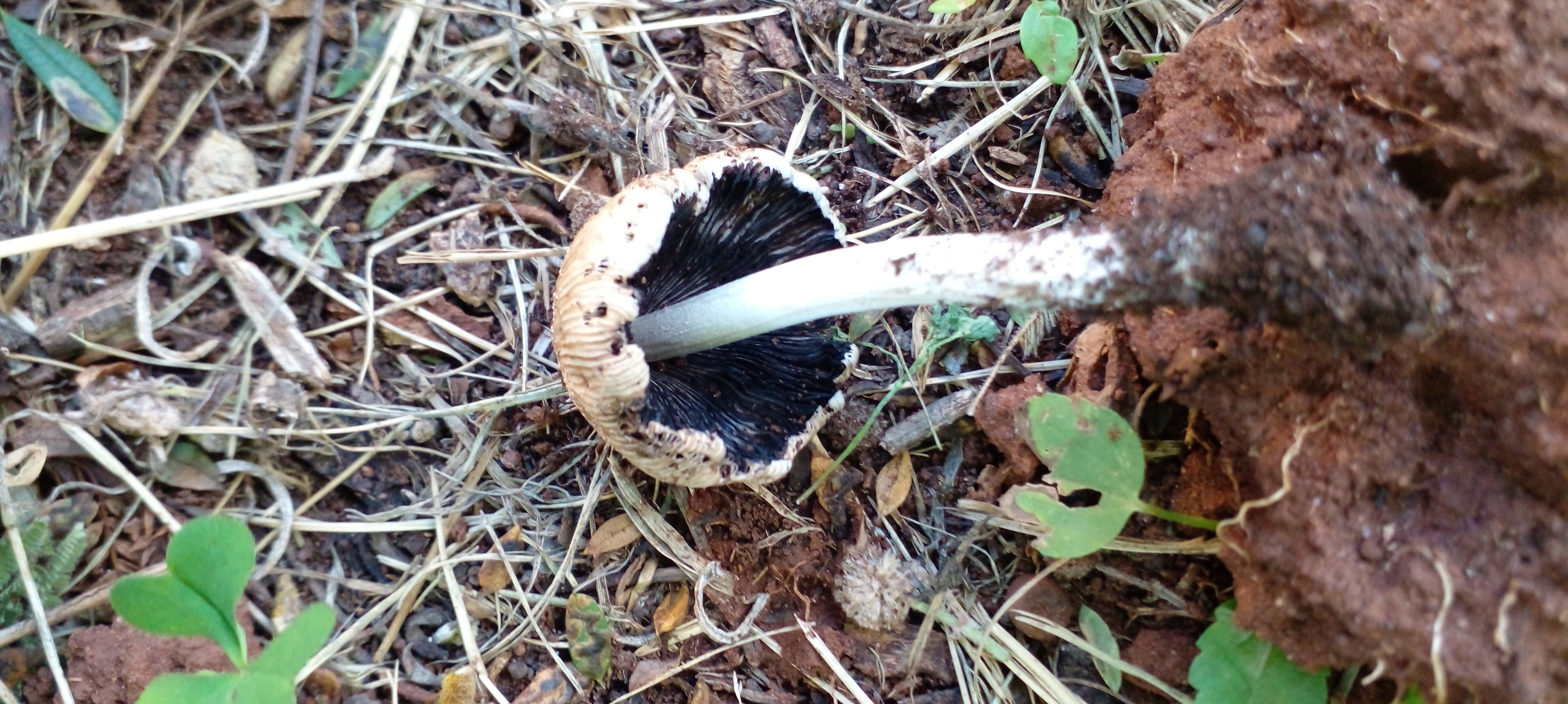 are mica cap mushrooms poisonous to dogs