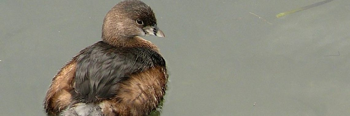 Aves del manglar venezolano | gertrudizvidal