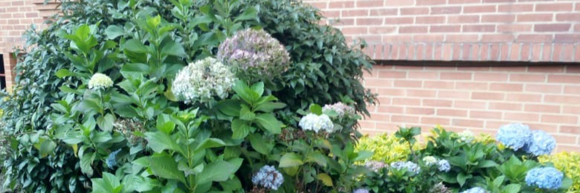 El Jardín de enfrente | gertrudizvidal