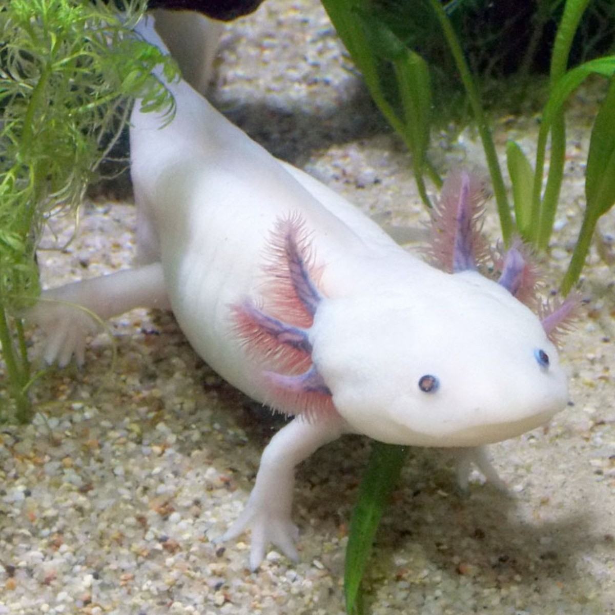 In danger of extinction the “Axolotl”