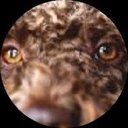 poshpawsgreenville