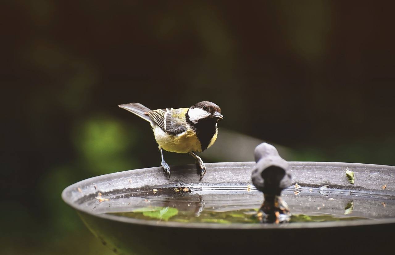Why A Bird Bath Is A Must-Have For Every Bird Lover | Animal Blogger