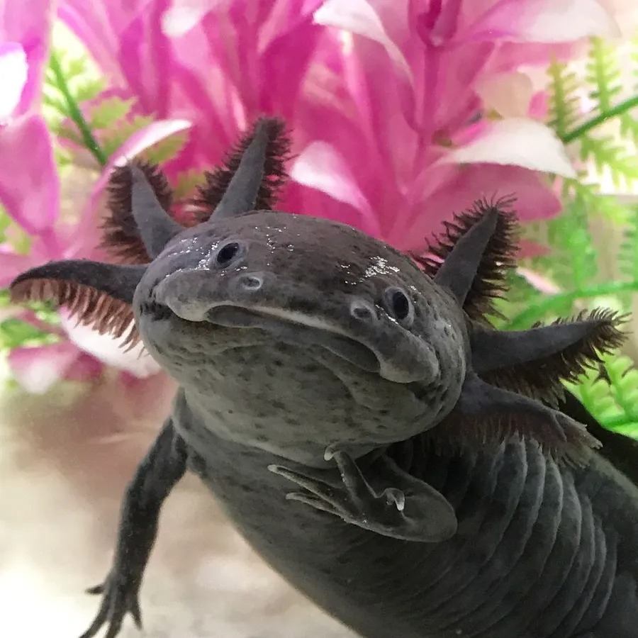 The Axolotl Mystery: Why They Never Grow Up | Animal Blogger