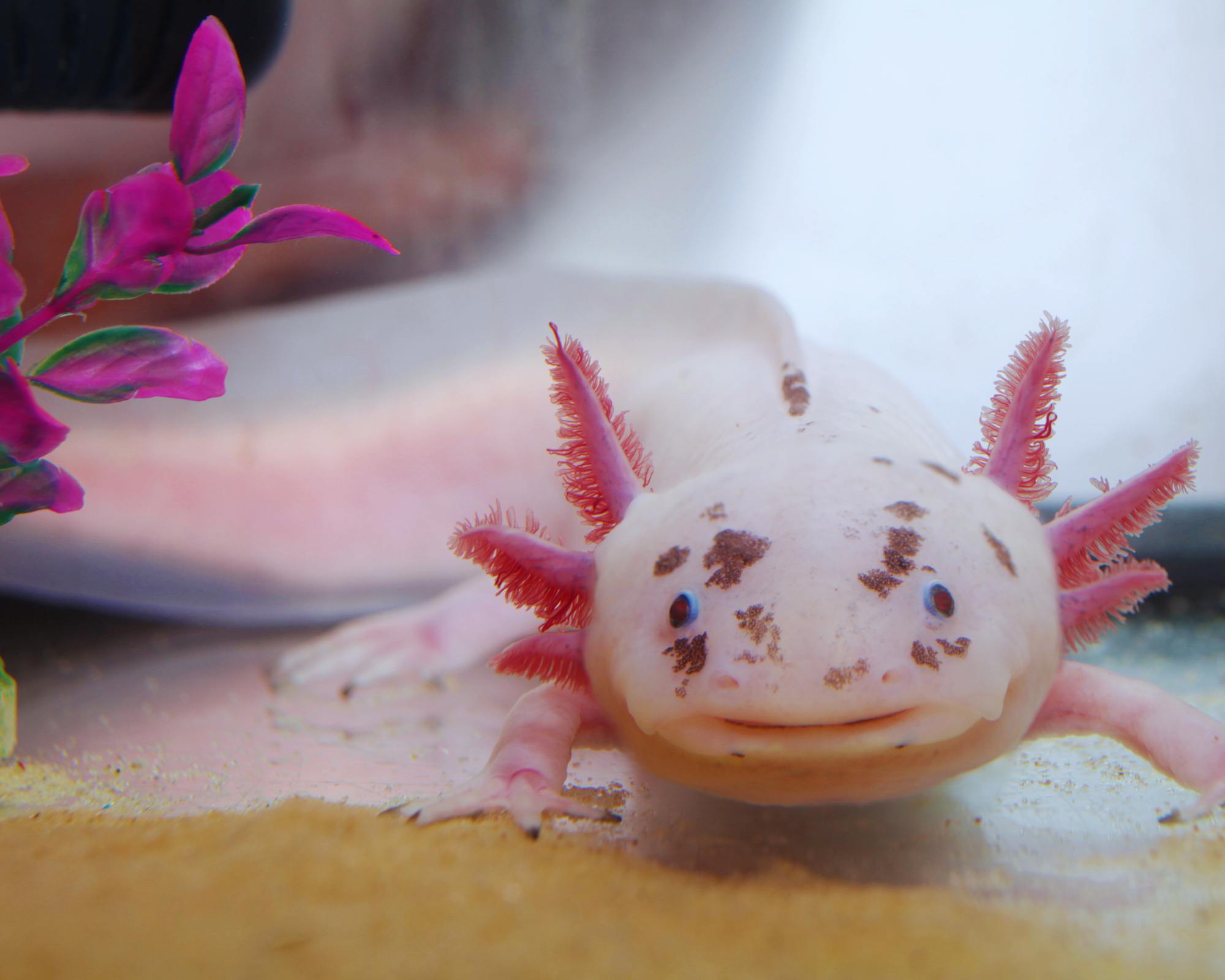 Axolotl Immune System: The Secret Behind Regeneration? | Animal Blogger