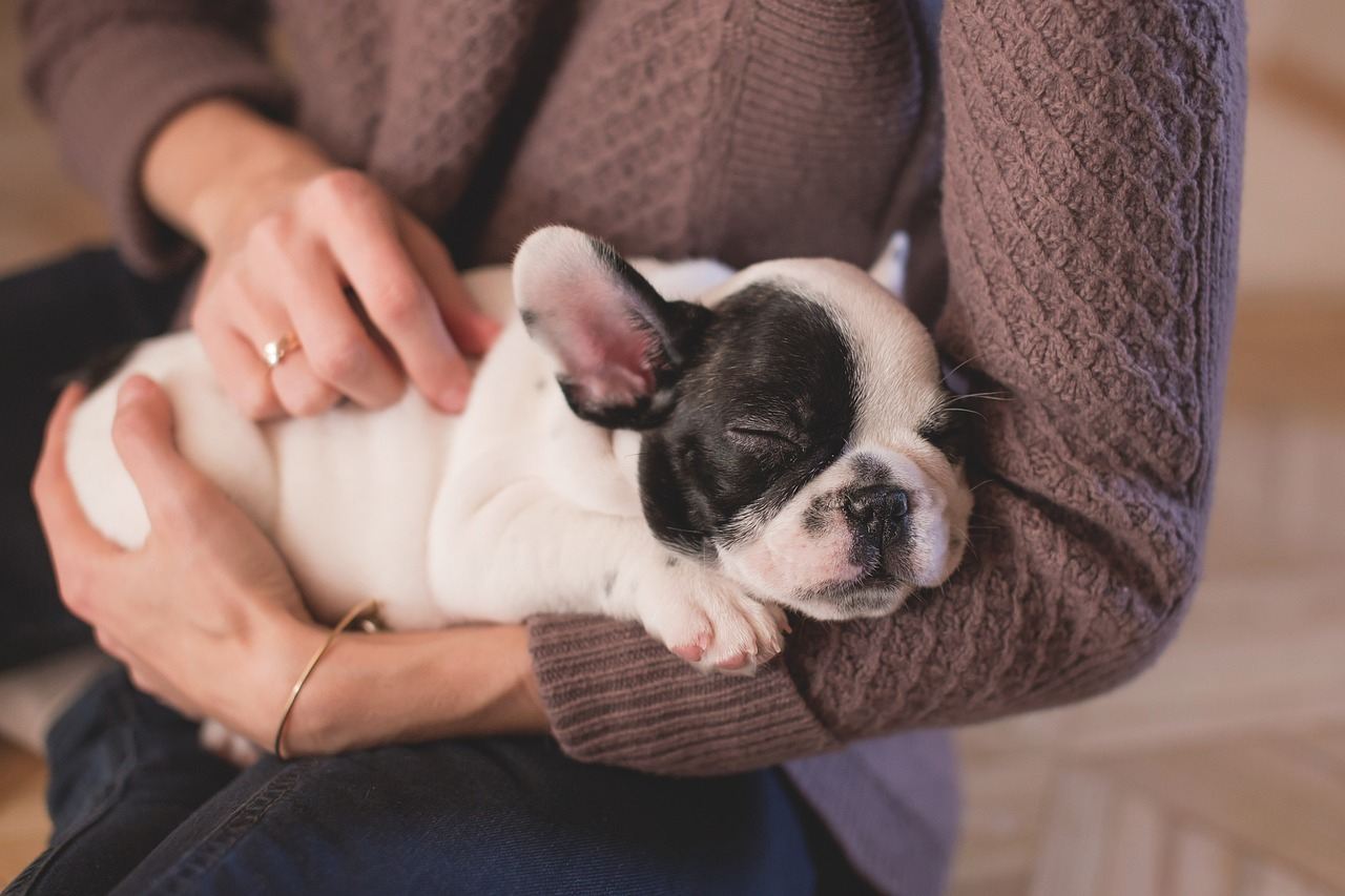 Verlatingsangst bij Honden: Herkenning, Behandeling, en Preventie | Animal Blogger