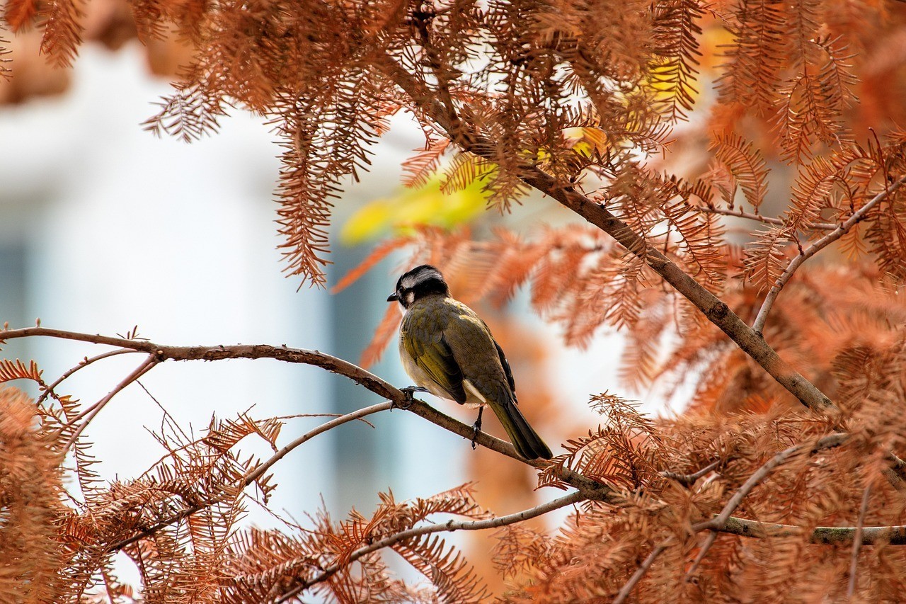 How Birds Spend Autumn and How You Can Help Them | Animal Blogger