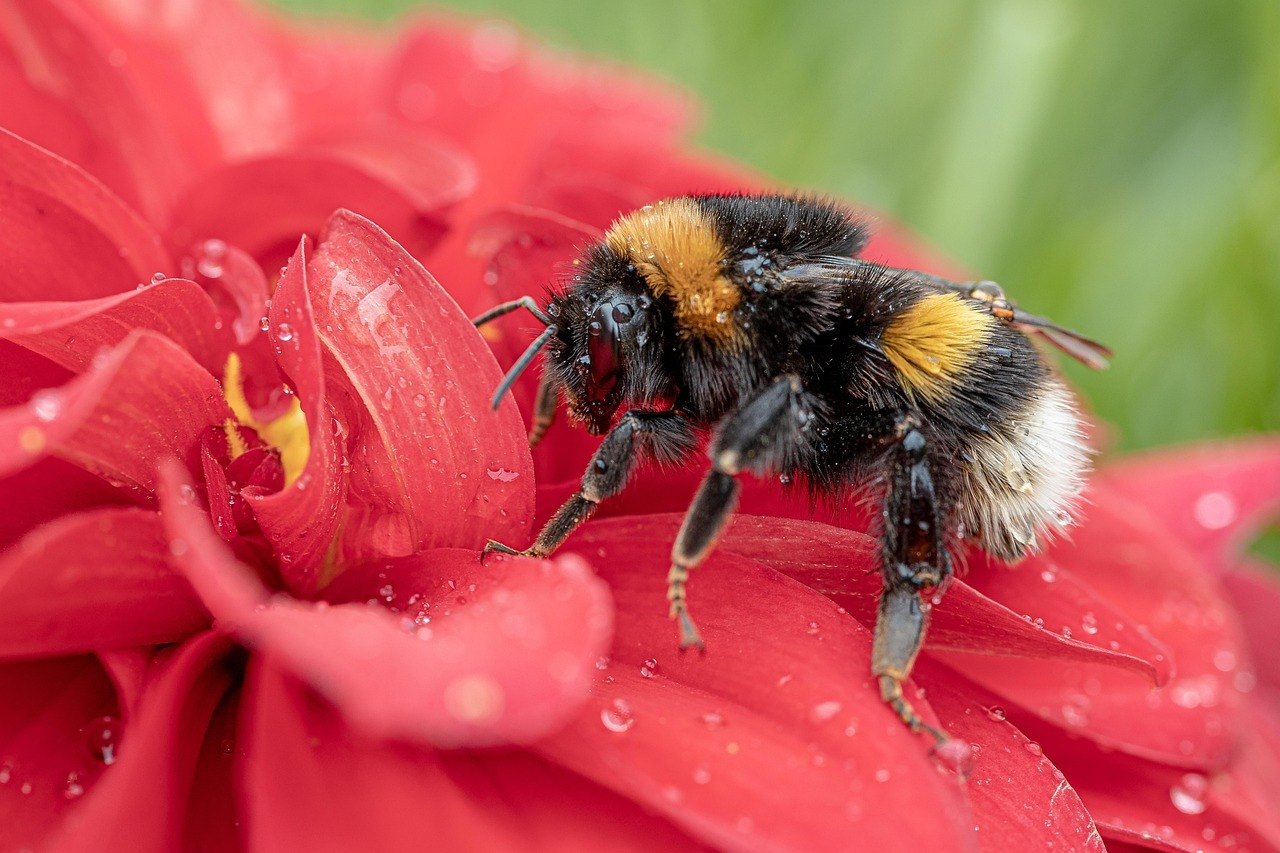 De Aardhommel (Bombus Terrestris) | Animal Blogger