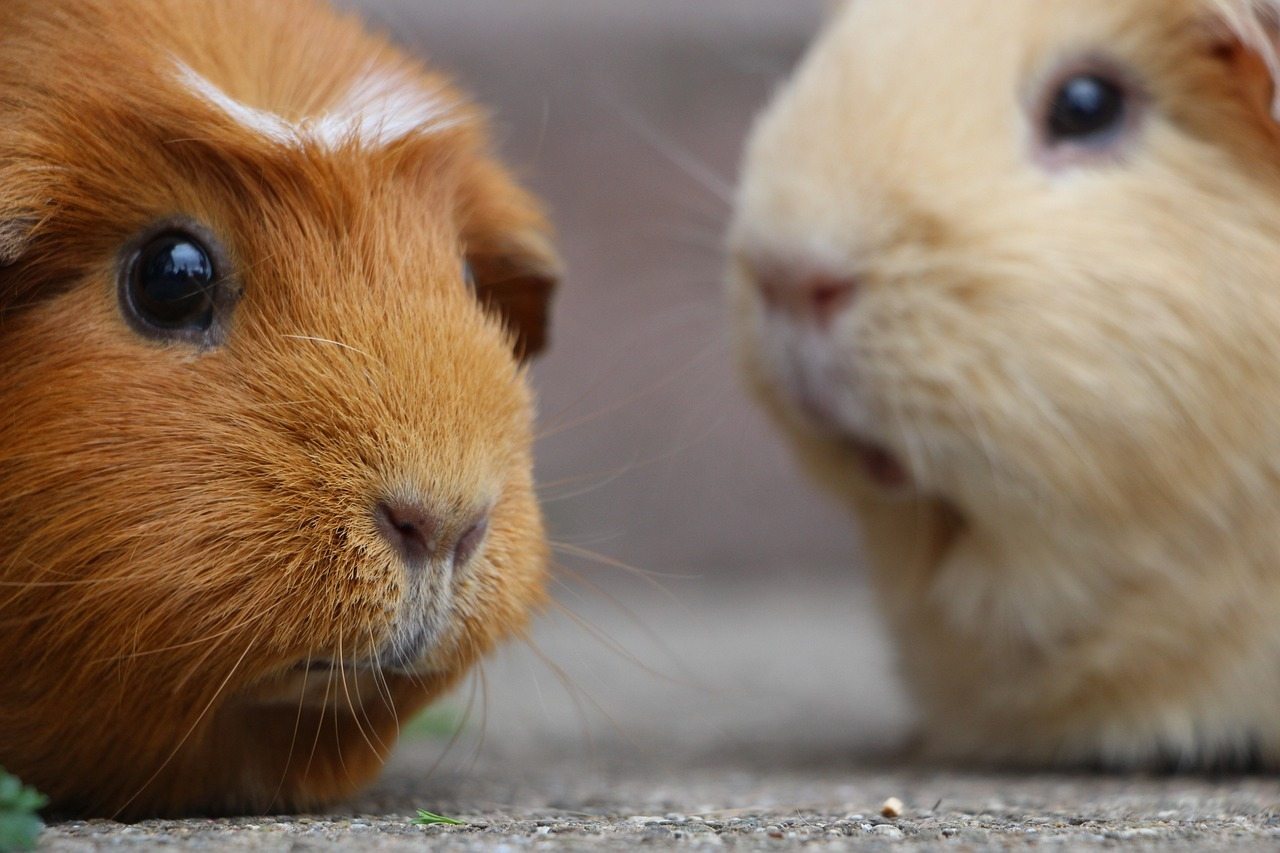 Behavioral Problems in Guinea Pigs: Causes, Symptoms and Solutions | Animal Blogger