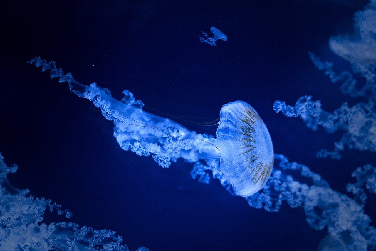 Jellyfish: One of the Oldest Animals on Earth | Animal Blogger