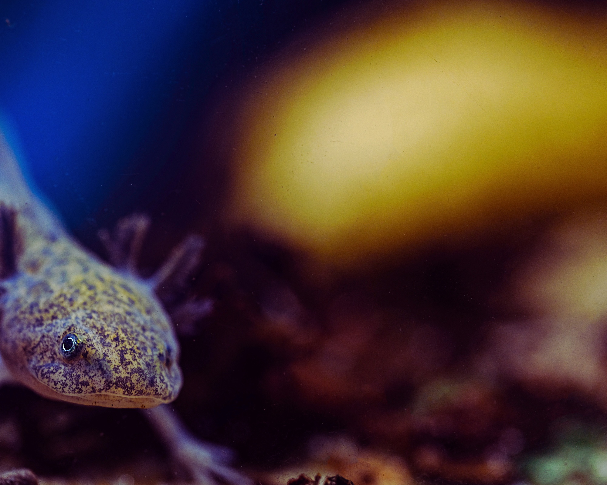 Global Axolotl Conservation: Worldwide Efforts to Save the Species | Animal Blogger