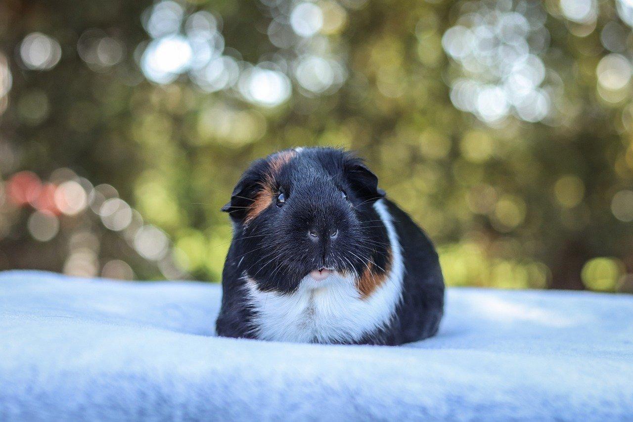 Guinea Pigs: Everything You Need to Know About These Adorable Rodents | Animal Blogger