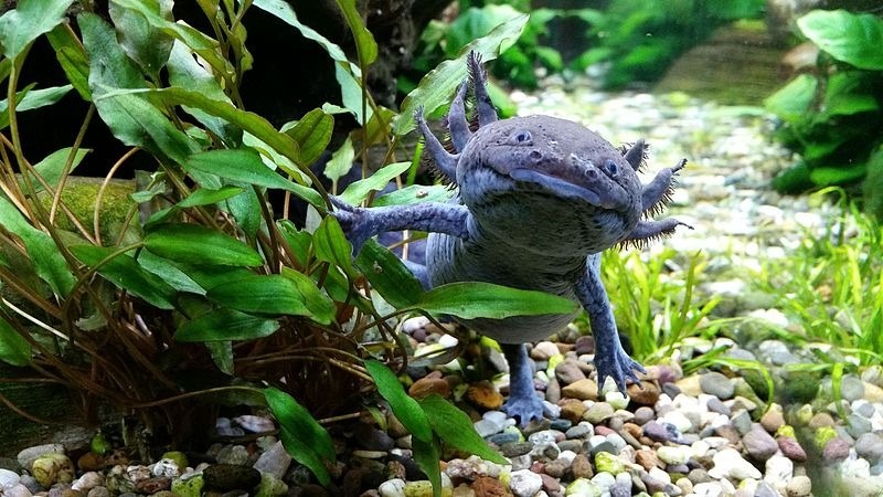 The Importance of Cycling an Aquarium Before Adding an Axolotl | Animal Blogger