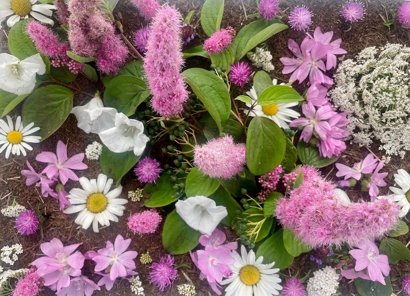 My bumblebee - After 10 weeks | Animal Blogger