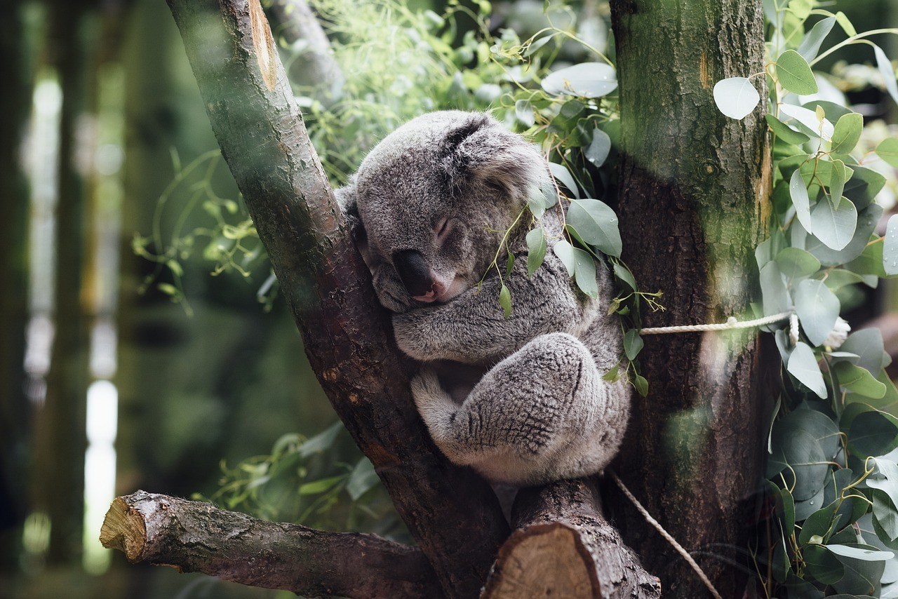 De Koala: Een Prachtige Bewoner van Australië | Animal Blogger