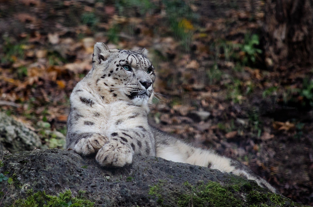 The Snow Leopard: The Ghostly King of the Mountains | Animal Blogger