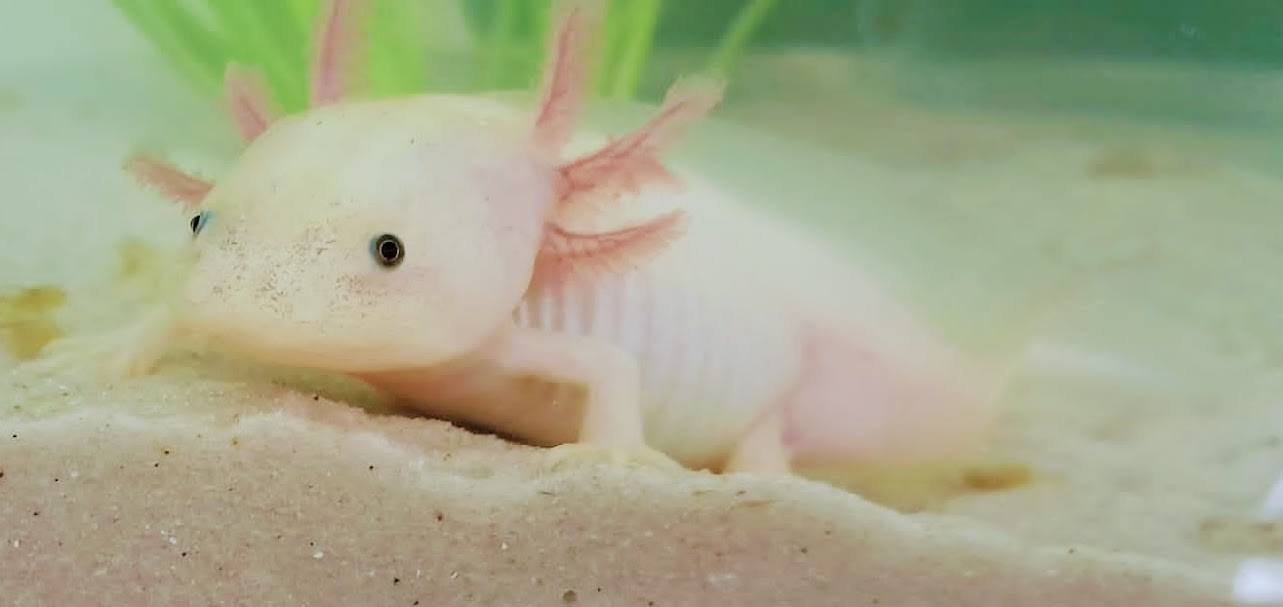 De Axolotl: Een Unieke Amfibie | Animal Blogger