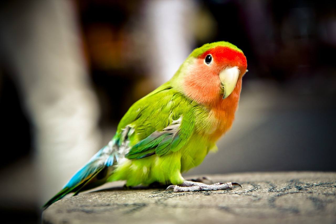 Vogels horen niet in kooien | Animal Blogger