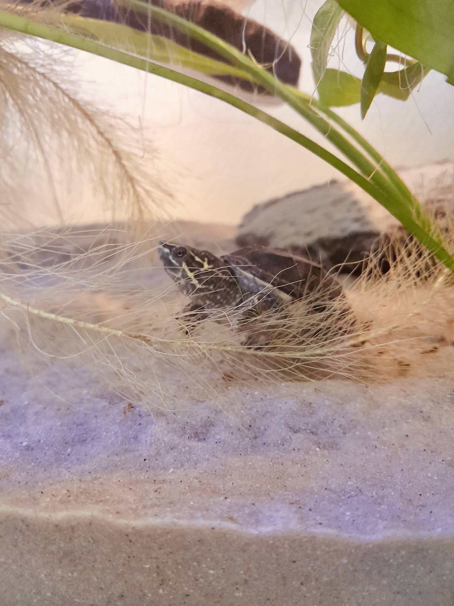 Baby Musk Turtle - Yoors