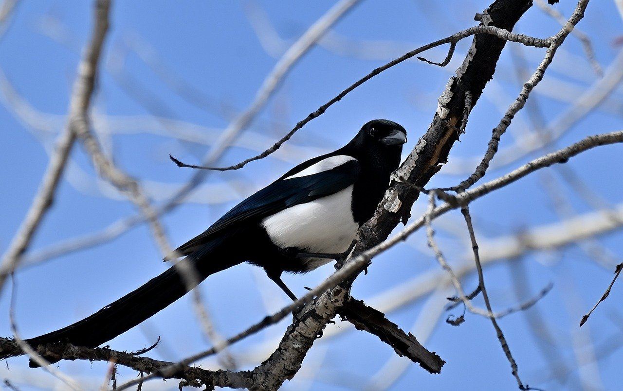 De spirituele betekenis van eksters | Animal Blogger