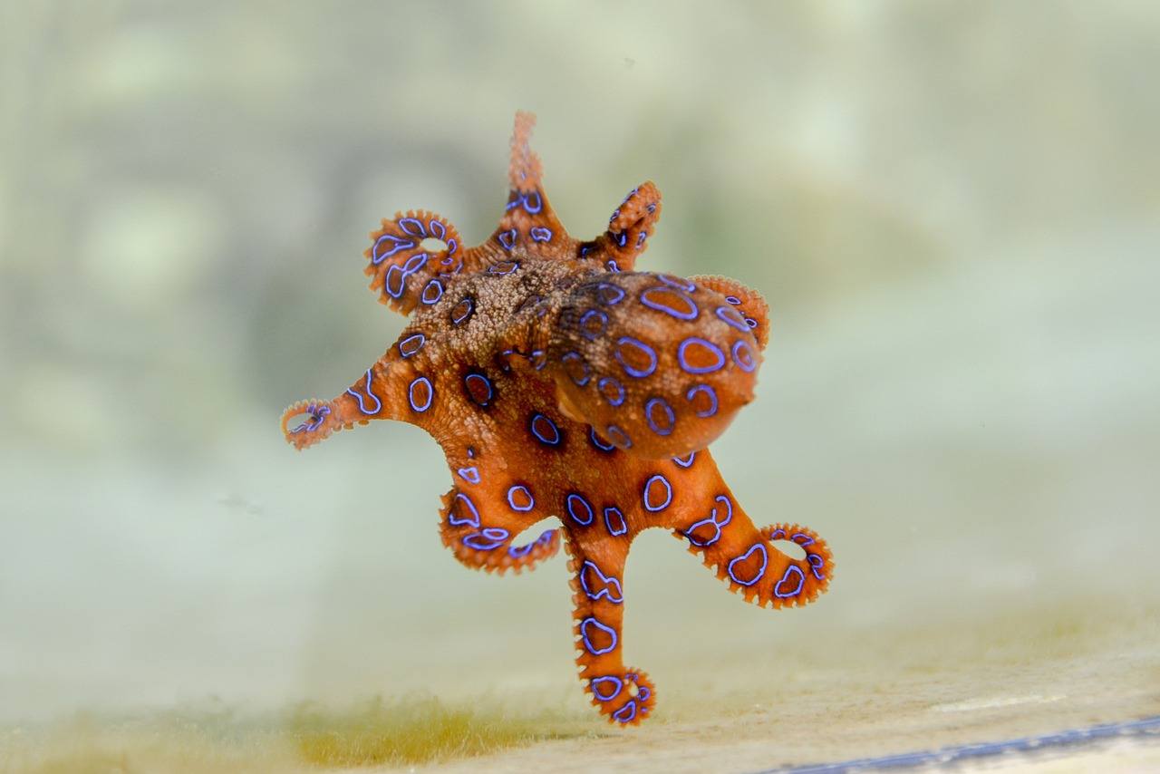 The Amazing World of the Octopus | Animal Blogger