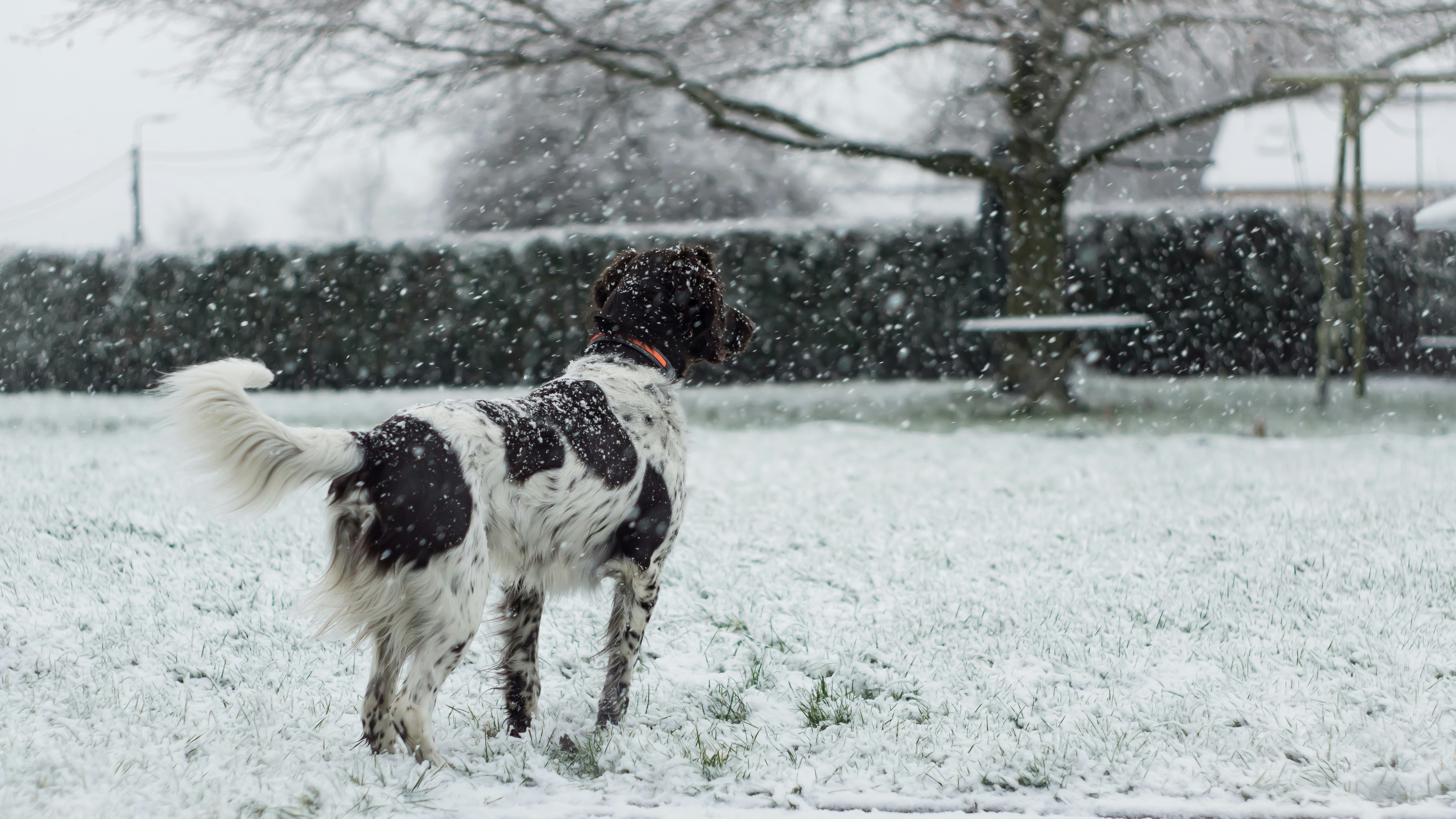 Winter Hazards for Animals: Salt, Antifreeze, and More | Animal Blogger