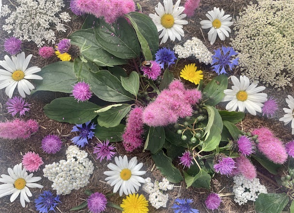 My bumblebee died - After 11 weeks | Animal Blogger