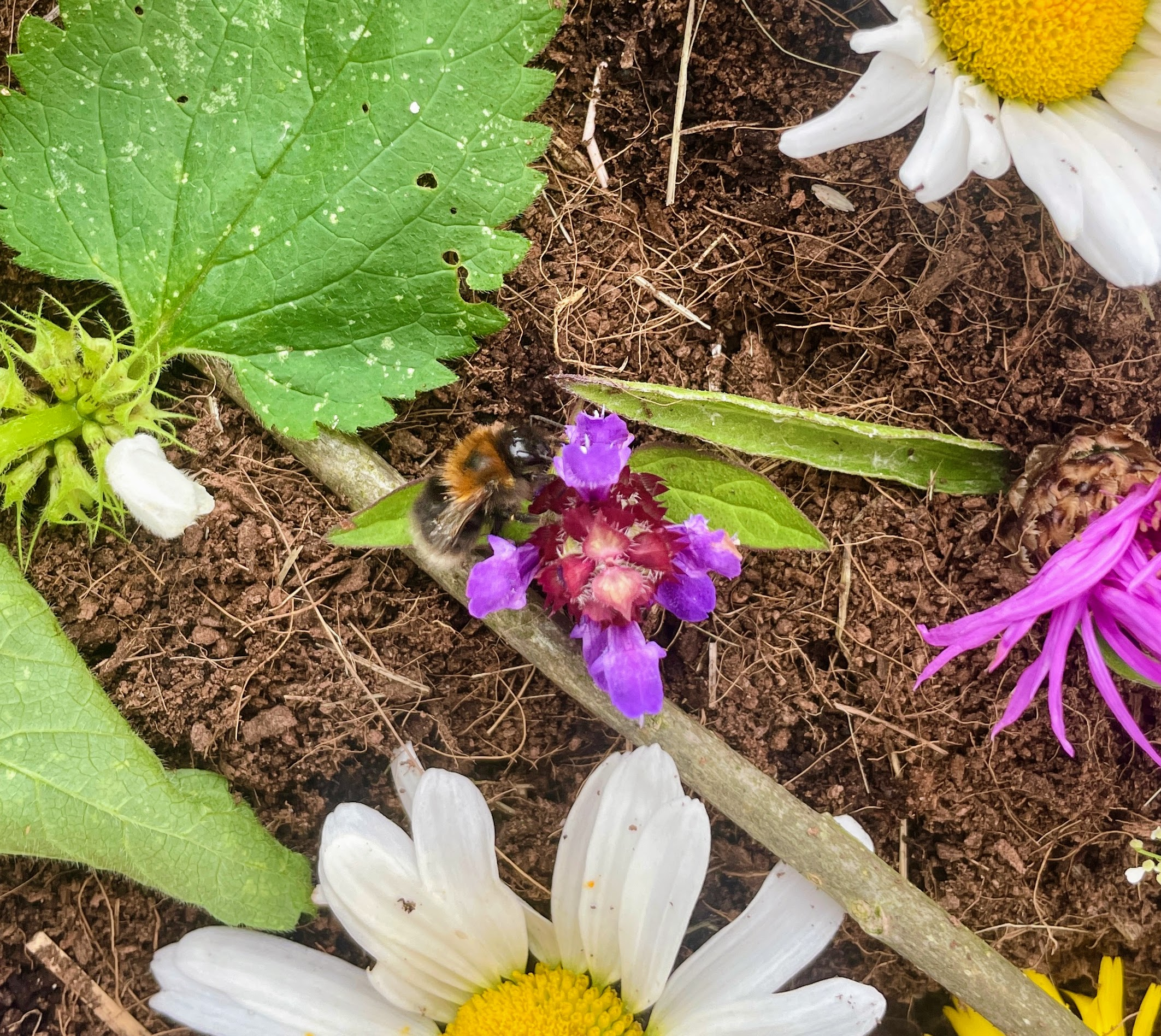 Mijn hommeltje - Na 5 weken | Animal Blogger