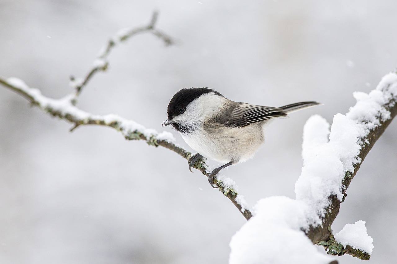 How to Protect Animals from Cold Temperatures | Animal Blogger