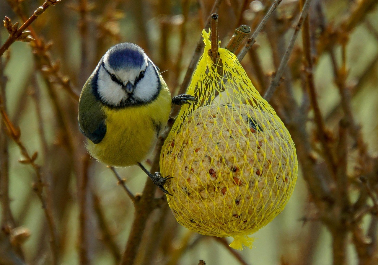 The Hidden Dangers of Fat Balls in Mesh for Birds | Animal Blogger