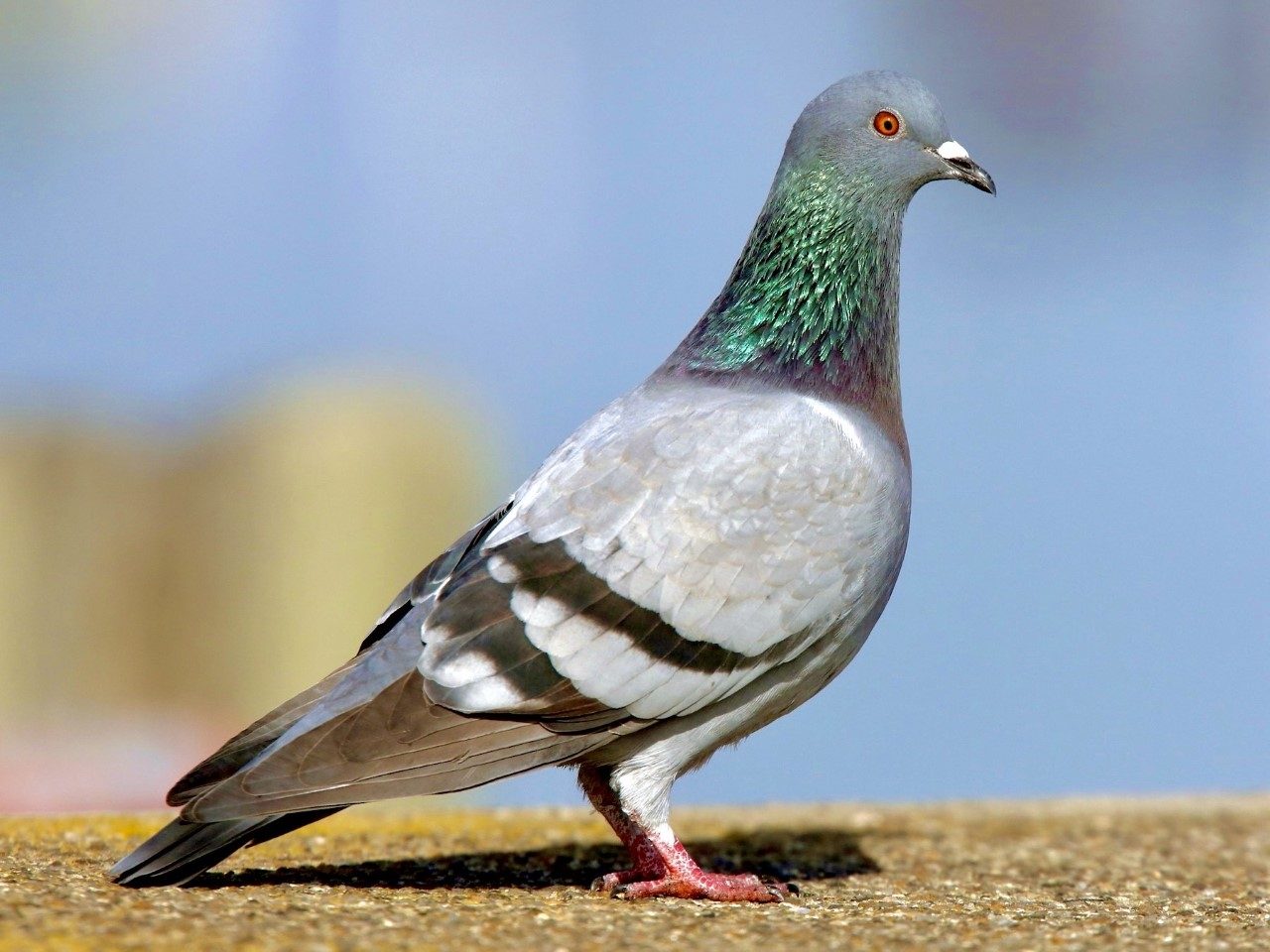 5 Facts about Pigeons ! 