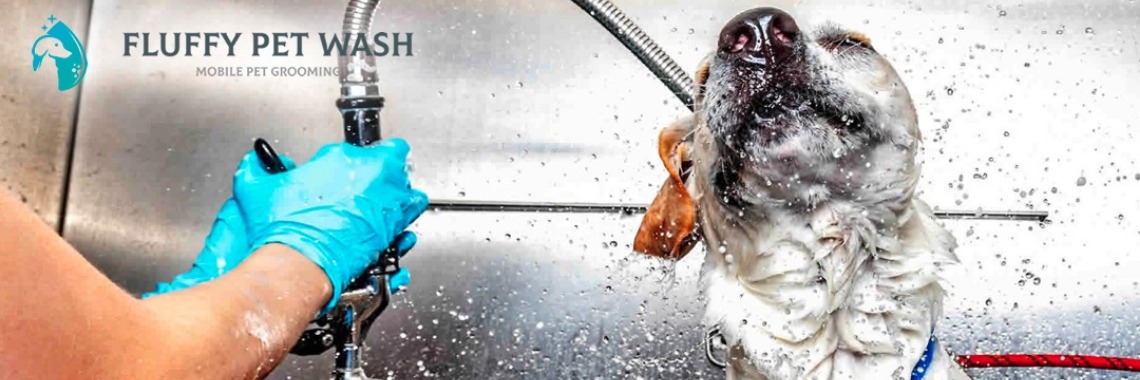 Exactly Why Is A Dog Wash Necessary?