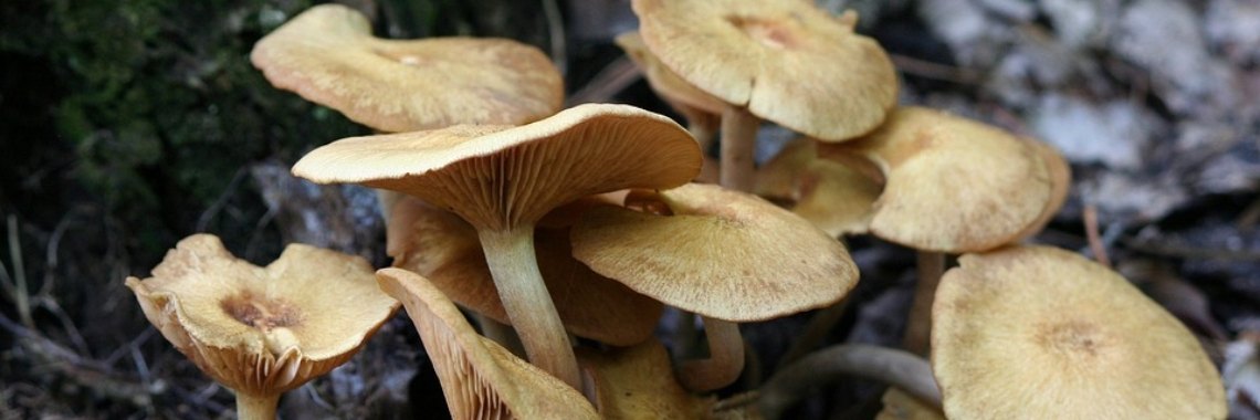 De mooiste routes met paddenstoelen | aatje