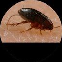 Quality Pest Management And Solutions